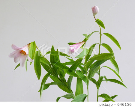 姫早百合 ヒメサユリ 姫早百合 ヒメサユリ 646156