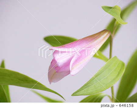 姫早百合　ヒメサユリ 646158