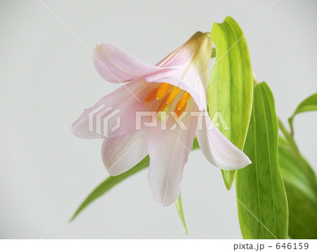 姫早百合　ヒメサユリ 646159