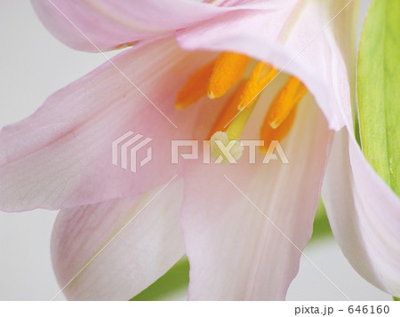 姫早百合　ヒメサユリ 646160