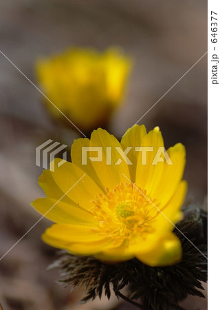 早春の花 646377