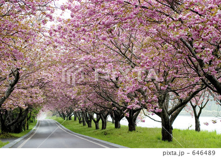 桜のトンネル 桜のトンネル 646489