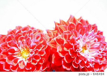 ダリアの朝 646494