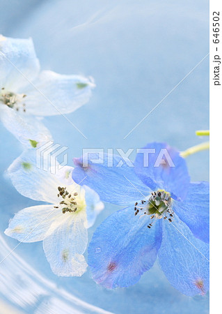 蒼の花　Ⅱ 646502