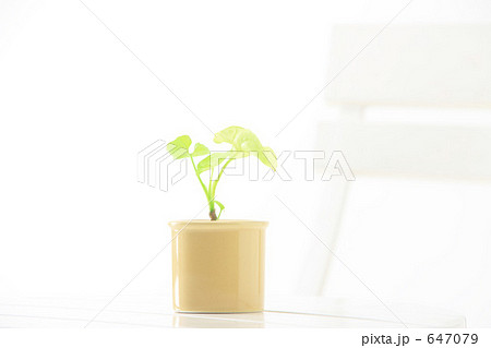 テーブルと植木鉢 647079