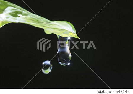 葉っぱと水滴の写真素材