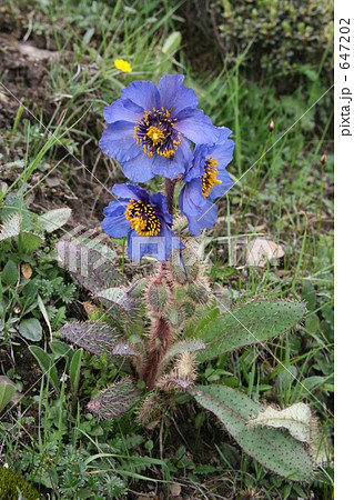 青い芥子 ブルーポピー 幻の花 Blue Poppy 青い芥子 ブルーポピー 幻の花 Blue Poppy 647202
