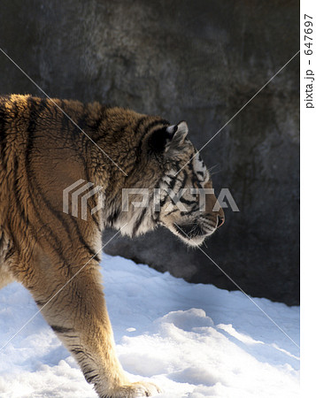 アムールトラ 647697