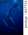 ザトウクジラのダンシング 647724