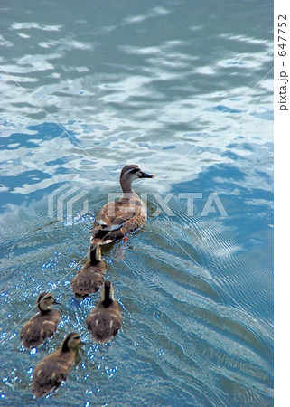 カルガモの親子 647752