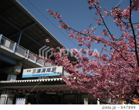 三浦海岸駅の河津桜 647899