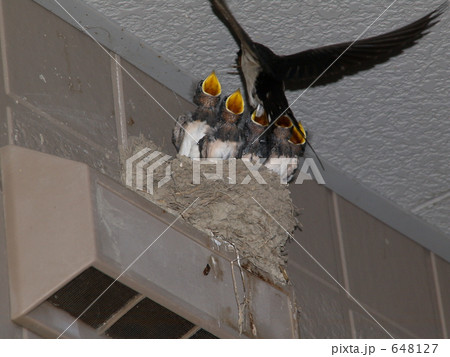 ツバメの子育て3 ツバメの子育て3 648127
