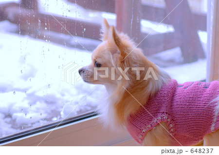 外は雪 648237