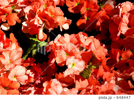 プリムラ・ジュリアン 648447