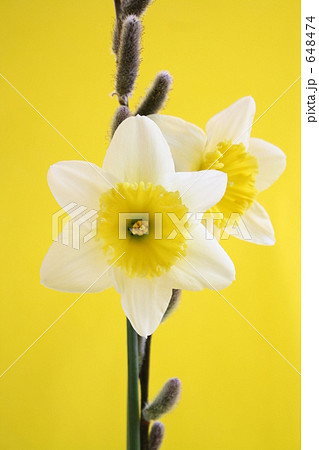 ラッパ水仙 ラッパ水仙 648474