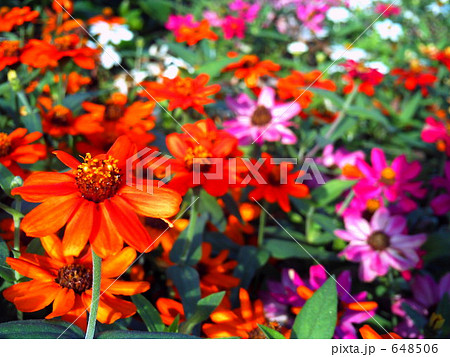 色鮮やかな花々 色鮮やかな花々 648506