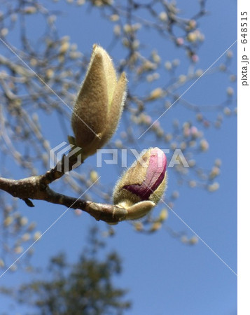 モクレンのつぼみ 648515