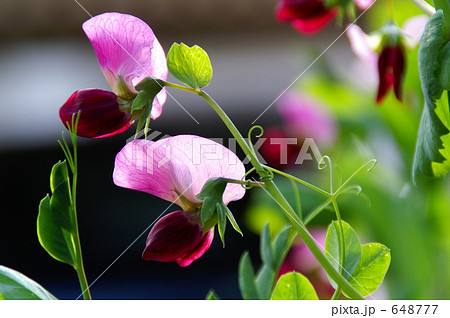 絹さやの花 648777