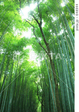 竹林 648944