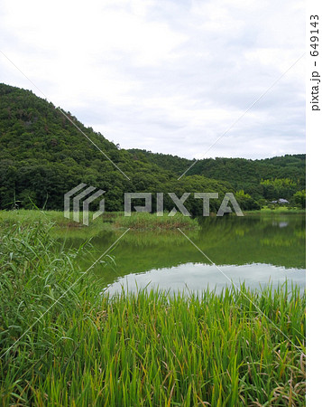 夏の早朝、広沢の池 649143