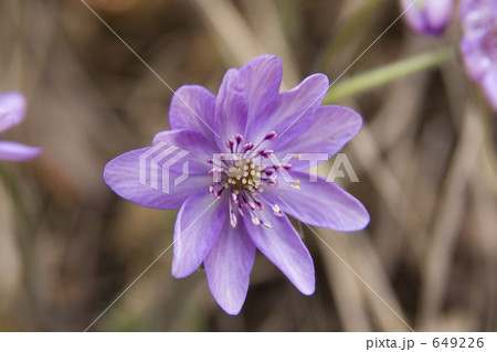 雪割草 雪割草 649226