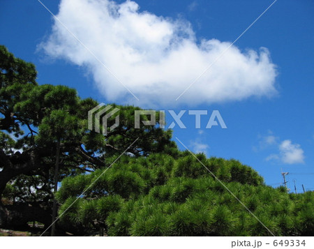 松と青空 649334
