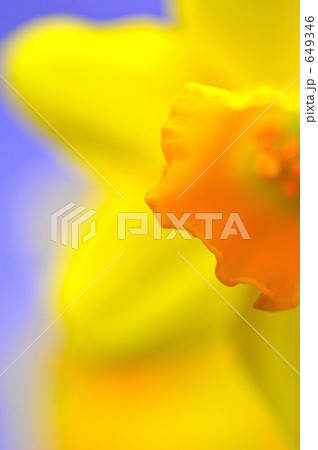 らっぱ水仙Ⅲ らっぱ水仙Ⅲ 649346