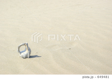 砂浜の貝殻 砂浜の貝殻 649481