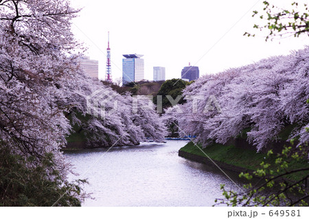 千鳥が淵の桜 千鳥が淵の桜 649581