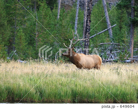 イエローストーン国立公園 649604