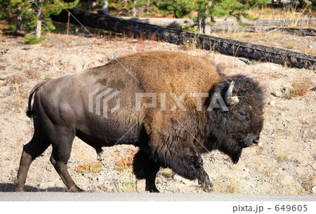 バッファロー 649605