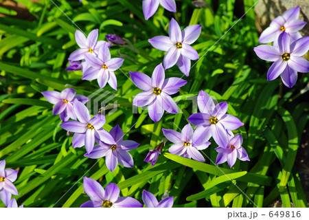 花韮 花韮 649816