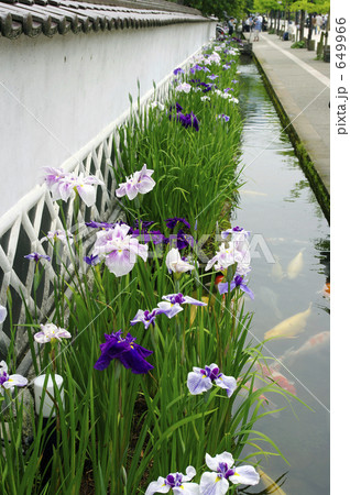 津和野町の花菖蒲 649966