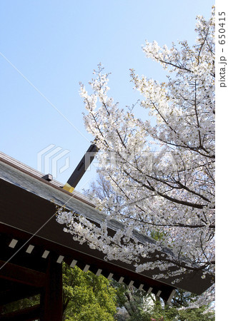 靖国神社の桜 靖国神社の桜 650415