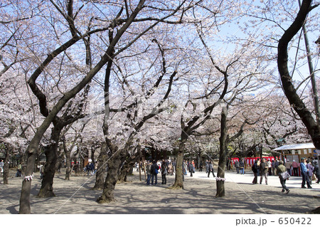 靖国神社の桜 靖国神社の桜 650422