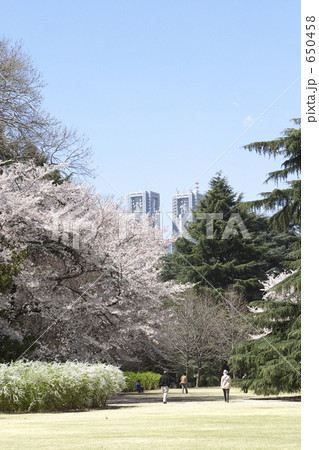 公園の桜 公園の桜 650458