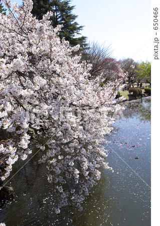 池と桜 池と桜 650466
