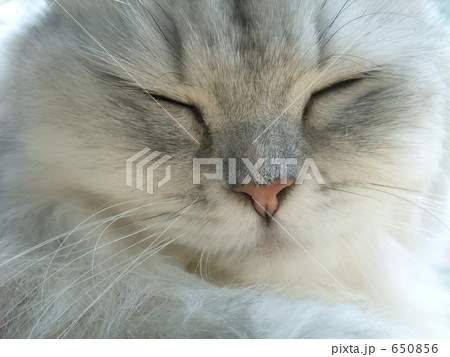 ネコ 650856