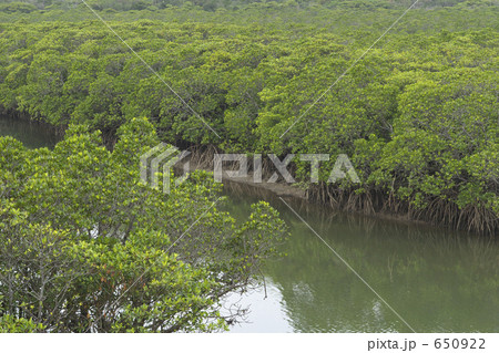 西表島のマングローブ 西表島のマングローブ 650922