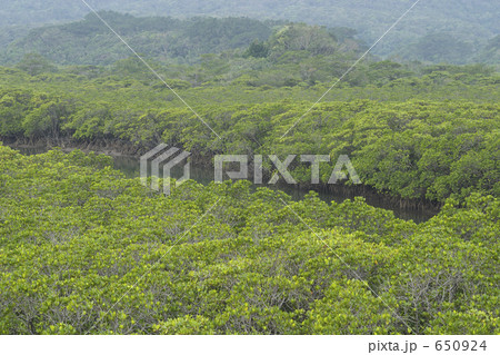 西表島のマングローブ 650924