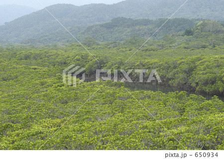 西表島のマングローブ 650934