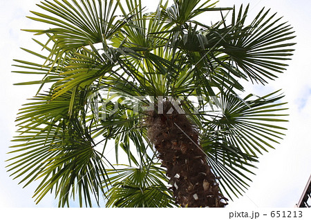 棕櫚 シュロ の木の写真素材