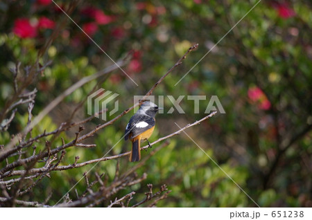 ジョウビタキ 651238