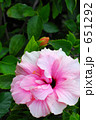 八重のハイビスカス 651292