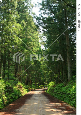 日光街道の杉並木 日光街道の杉並木 651415