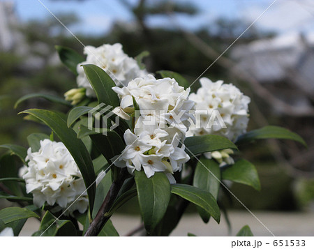 沈丁花 沈丁花 651533