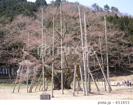 開花直前の薄墨桜 651655