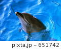 イルカ 651742