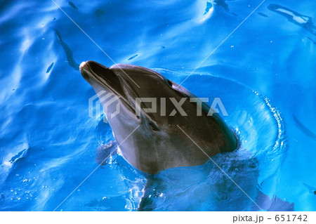 イルカ イルカ 651742