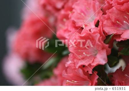 薄い赤色のアザレア1 651931